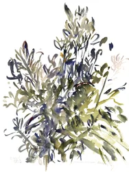 Senecio og andre planter, 2003 (akvarell)
