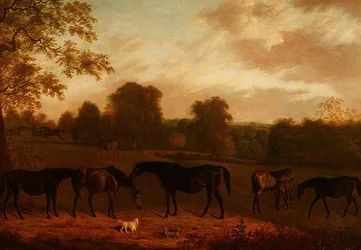 Hopper og føll