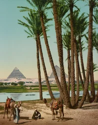 Palmer, beduiner og pyramider, Kairo, Egypt