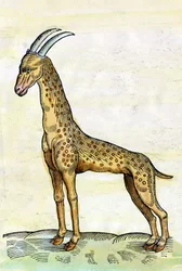 Sjiraffen. in the History of Animals av Conrad Gesner (1516 - 1565) (miniatyr)