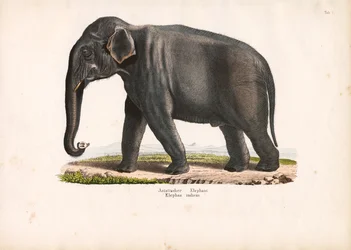Asiatisk elefant
