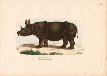 Svart neshorn
