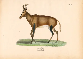 Antilopehulen