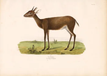 Vanlig duiker i savannen