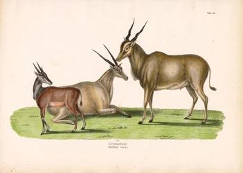 Vanlig eland