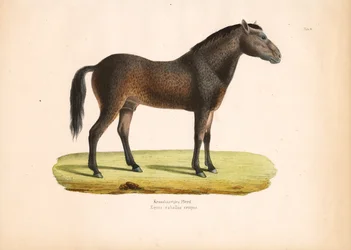 Krøllehåret hest