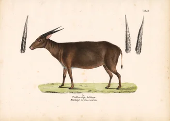 Flathornet antilope