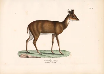 Firehornet antilope