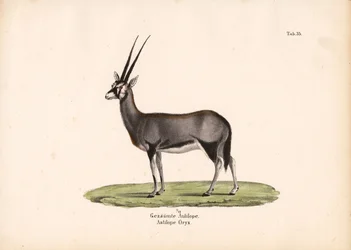Gemsbok eller sørafrikansk oryx