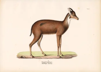 Goral antilope i profil