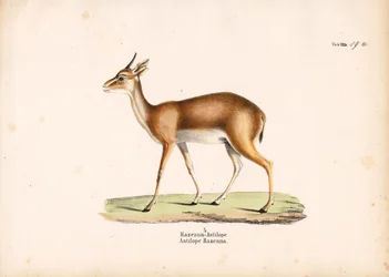 Hazenna-antilope i profil