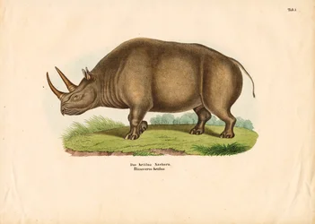 Indisk neshorn