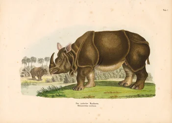 Indisk neshorn