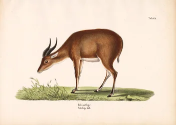 Kob-antilope