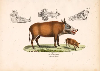 Red River Hog med utsikt over unge dyr og hodeskaller