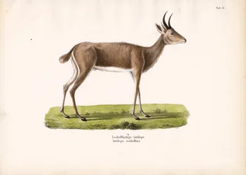 Steinbukken