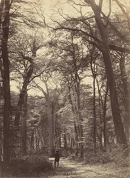 Skogscene, ca. 1865.