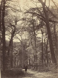 Skogscene, ca. 1865 (foto)