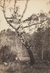 Studie av et bjørketre, Barbizon