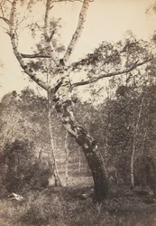 Studie av et bjørketre, Barbizon, 1860-1870-tallet.