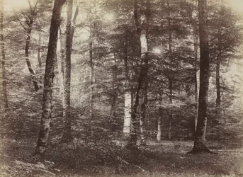 Uten tittel (The Forest of Fontainebleau)