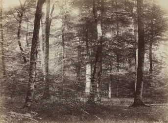 Uten tittel The Forest of Fontainbleau, ca. 1874.
