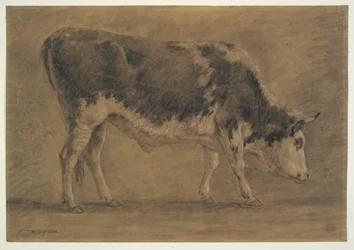 American Ox