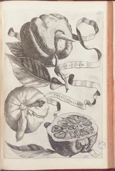 Horned Orange, plate 409 fra "Hesperides or de Malorum Aureorum Cultura et Usu Libri quatuor" av Giovanni Battista Ferrari, 1646