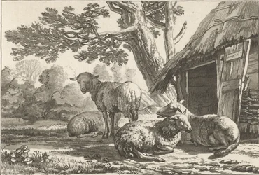 sauefjøs