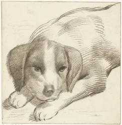 liggende hund