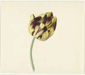Tulp kalte Bizard den romerske paven