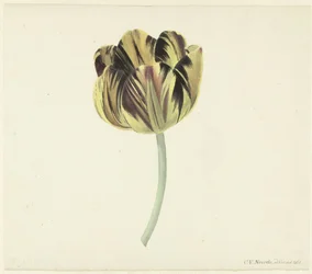 Tulipan kalt Bizard Rosette