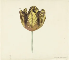 Tulip kalt Bizard Sub. en