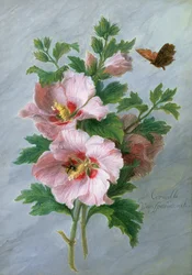 Hibiskus mot en marmorhylle