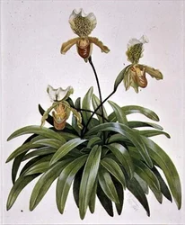PD.412-1973 Lady Slipper Orchid fra Nepal (Paphiopedilum insigne)