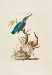 Nederlandske fugler: i henhold til deres husholdning, aert og eiendommer, 1770-1829.