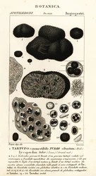 Svart trøffel, Tuber melanosporum (matknoll, spiselig trøffel, Lycoperdonknoll)