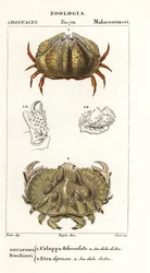 Kassekrabbe og Aethra-krabbe