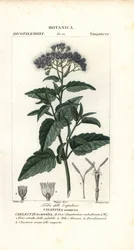Sommerfugltåke, Ageratum corymbosum