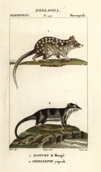 Østlig quoll og vannopossum