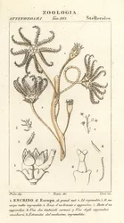 Utdødd crinoid Encrinus, Encrino dEuropa
