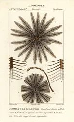 Fjærstjerne crinoid, Oligometrides adeonae, Comatula adeonae, Comatula dellAdeona