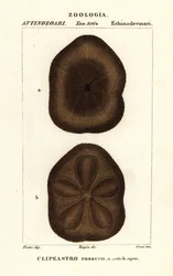 Flat sjøkjeks, Clypeaster rosaceus