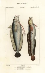 Gaffelskjegg, Phycis phycis 1 og femskjegg rockling, Ciliata mustela