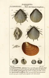 Fossils of extinct scallops   1399267   no       norwegian Successfully Translated  Original: Illustration til Johannes Ewalds "Adam og Eva" IV Translat: Illustration til Johannes Ewalds "Adam og Eva" IV 1275164 no norwegian Successfully Translated Origina