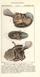 Større argonautblekksprut, Argonauta argo
