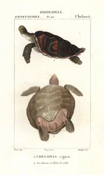 Grønn havskilpadde, Chelonia mydas truet