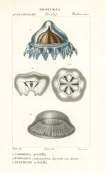 Hjelmmaneter, Periphylla periphylla 1, Phorcynia cudonoidea 2 og Eulimene ciclophylla 3