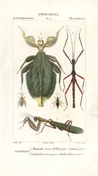 Mantis, bladinsekt, pinneinsekt, etc