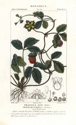 Hånt jordbær, Potentilla indica